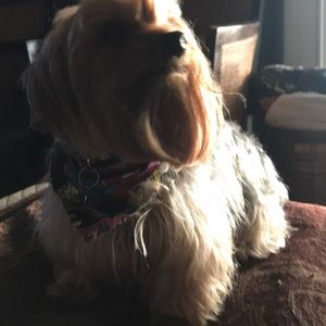 Meet your Posher, Allison